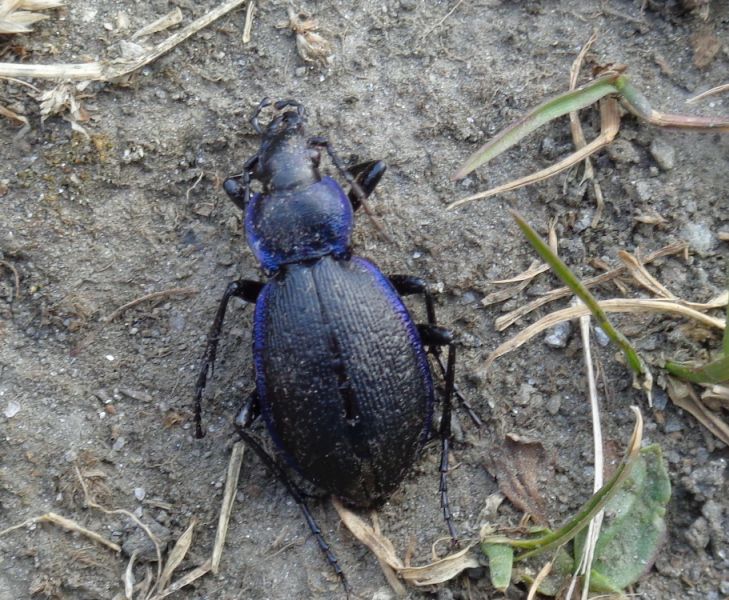 Carabidae: Carabus problematicus